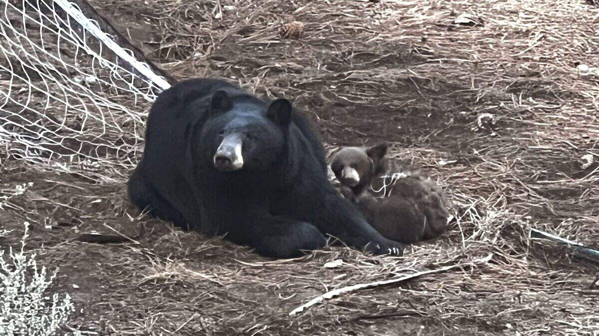 It took wildlife officers about five minutes to free the bear cub, officials said.