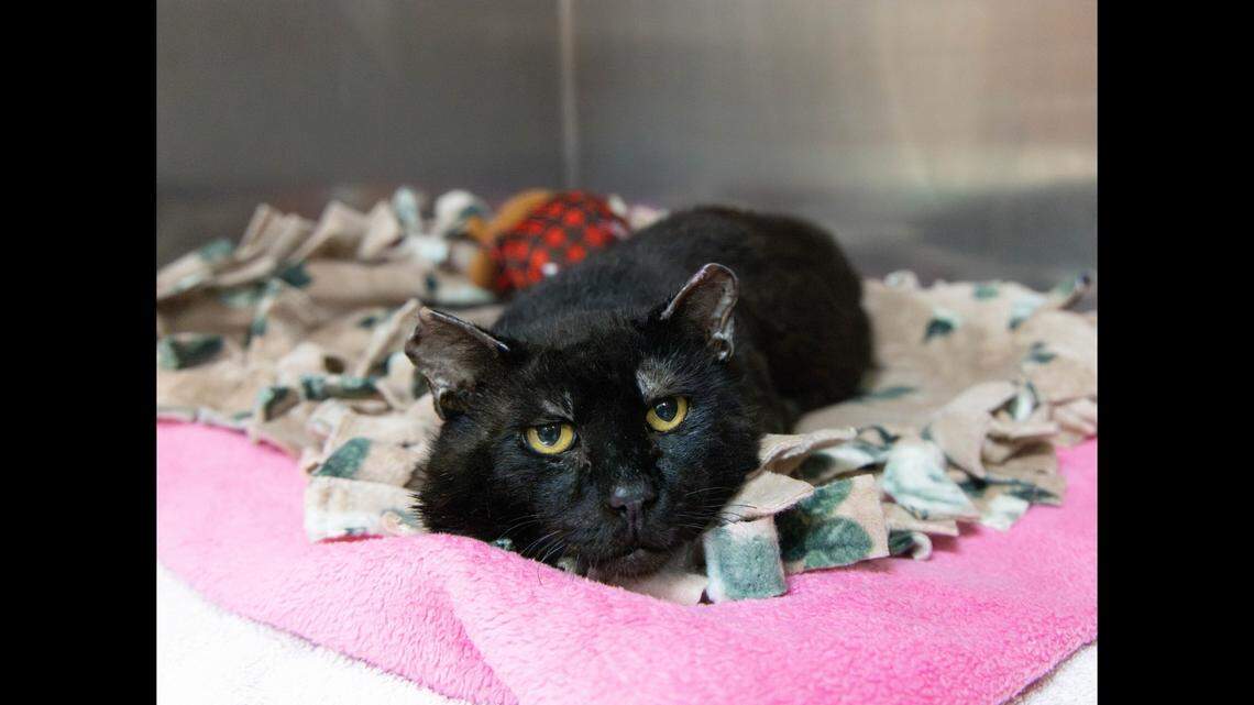 Spirit spent weeks healing in an ICU, Pasadena Humane said.