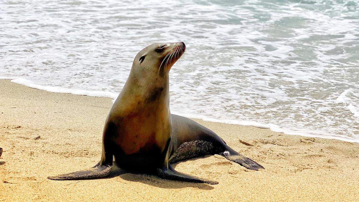 The sea lion (not the one pictured) was suffering from domoic acid poisoning, police say.