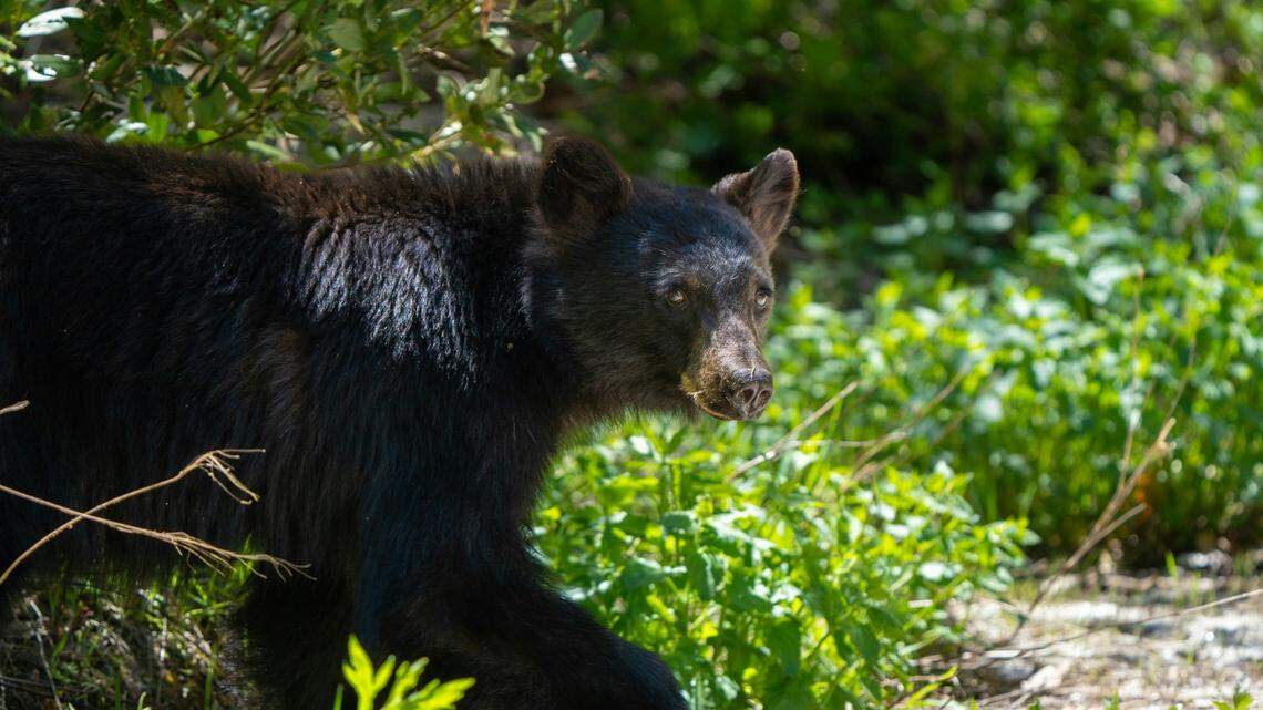Bears (not the one pictured here) broke into a Northern California home after the resident was forced out due to a string of repeated burglaries, officials said.