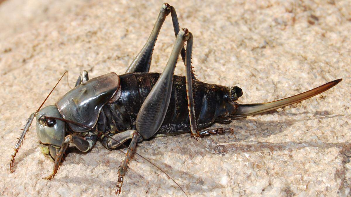 Mormon crickets cover the ground in parts of Nevada. The infestation has been an annual occurrence the last few years.