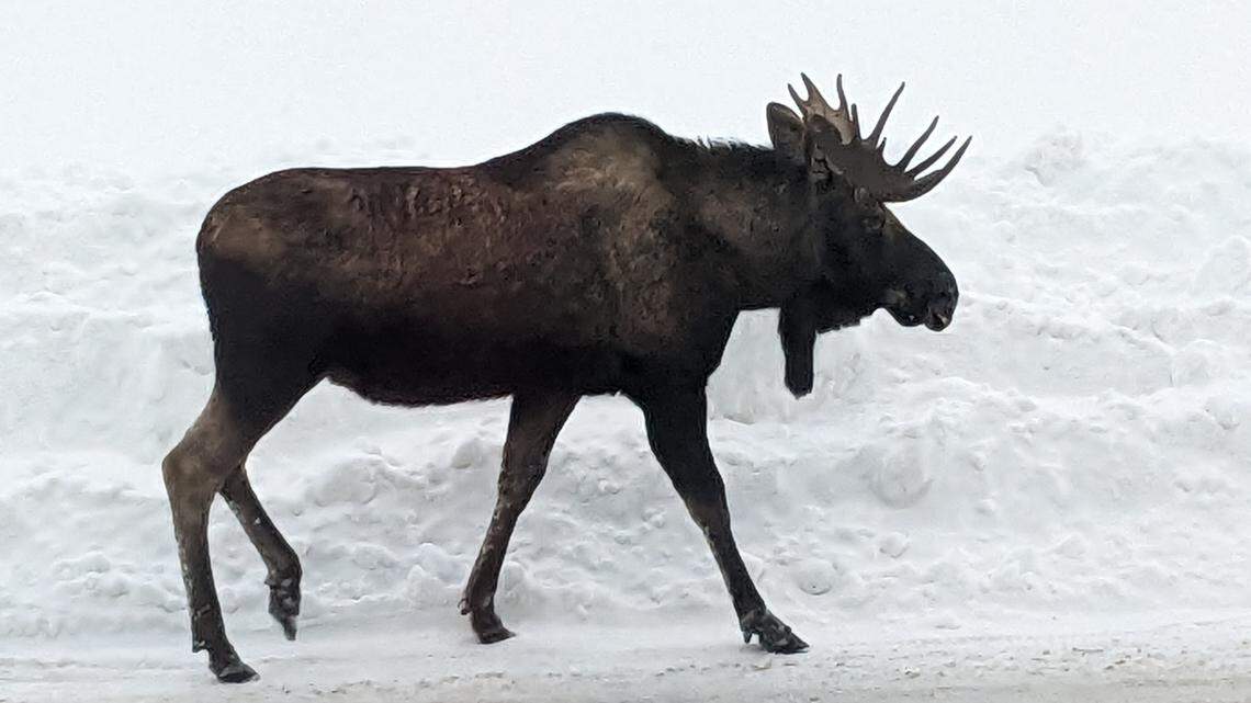 A cranky moose (not the one pictured) attacked a dog walker on a trail in Alaska. The man was saved when the dog stepped in.