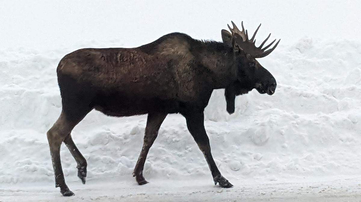 A cranky moose (not the one pictured) attacked a dog walker on a trail in Alaska. The man was saved when the dog stepped in.