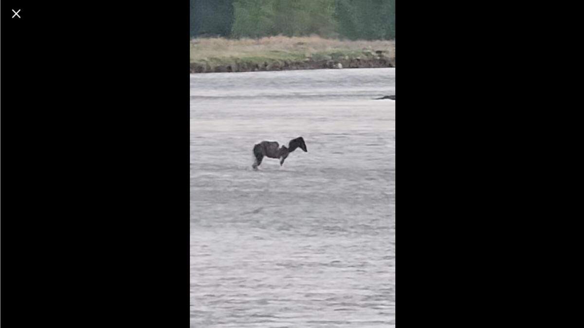 A senior horse was trapped in the Yellowstone River in Montana for days, video shows.
