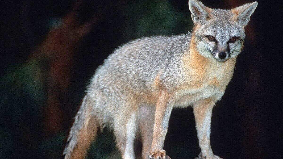“Aggressive,” possibly rabid foxes (not the one pictured here) broke into an Arizona museum and one attacked a staff member.