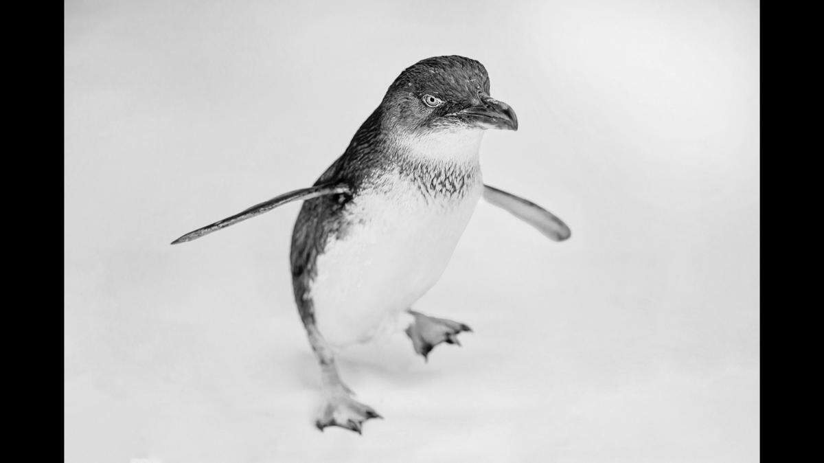 Azulito died “at nearly 11” years old.