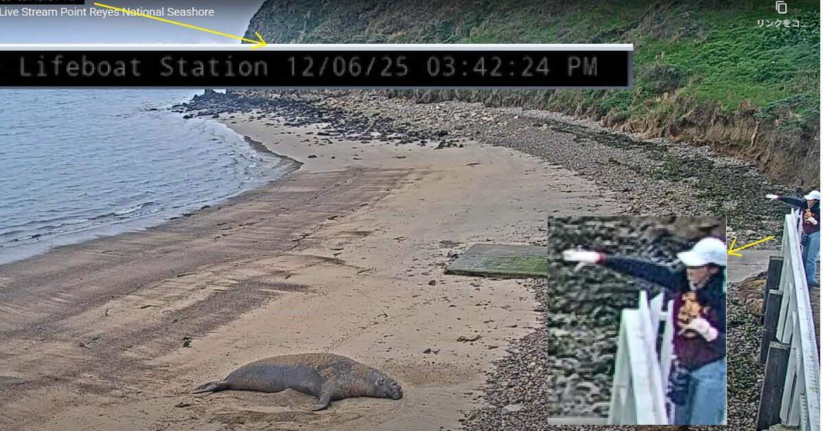 A livestream video showed two people hurling rocks toward an elephant seal on the beach at 3:40 p.m. Saturday, Dec. 6.