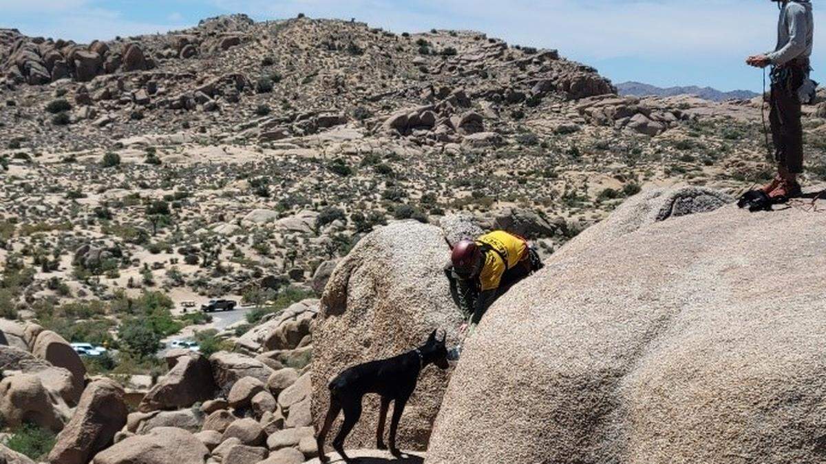 A dog was rescued from a rocky ledge June 9 in Joshua Tree National Park, officials said.