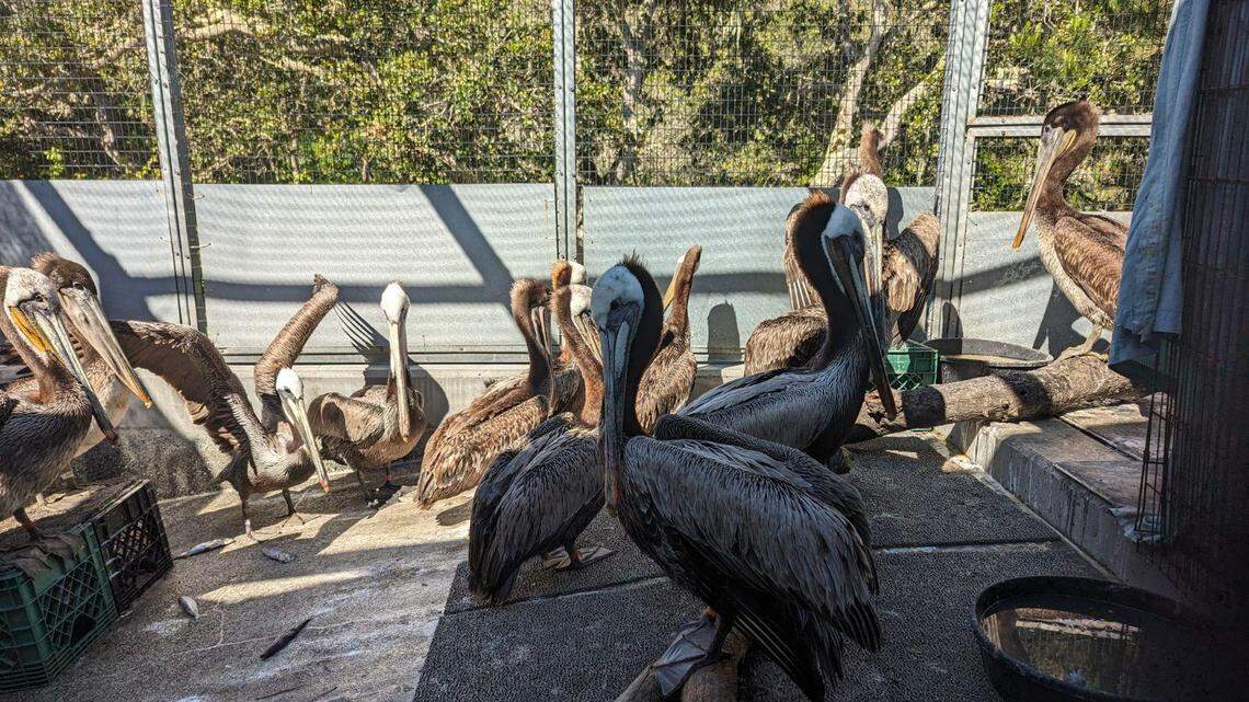As pelicans turn up sick and distressed in California, staff at SPCA Monterey County Wildlife Rescue and Rehabilitation Center are doing their best to care for them — and are trying to find answers in the process.