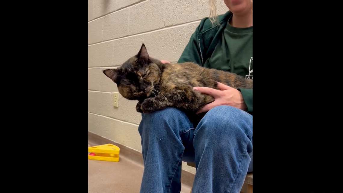 A snugly senior cat is in need of a loving home after her human died, according to an Arizona animal shelter. 