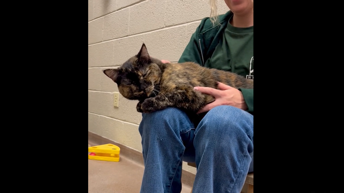 A snugly senior cat is in need of a loving home after her human died, according to an Arizona animal shelter. 