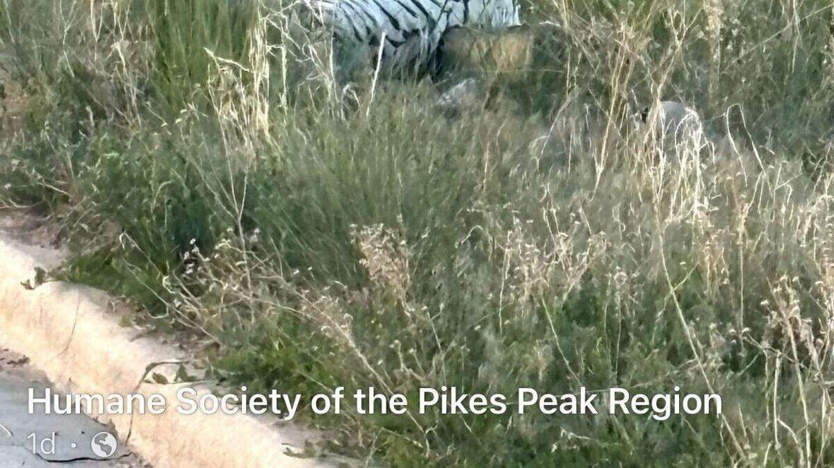 A driver called a Colorado humane society in a panic to report that they had seen an injured black and white dog on the side of a road — but it turned out to be something else entirely, officials said.