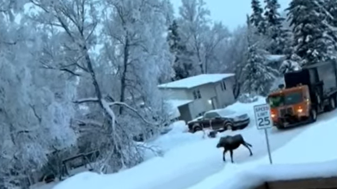 A garbage truck driver was fired and cited after video emerged of a garbage truck chasing a moose down a snowy neighborhood street in Alaska.
