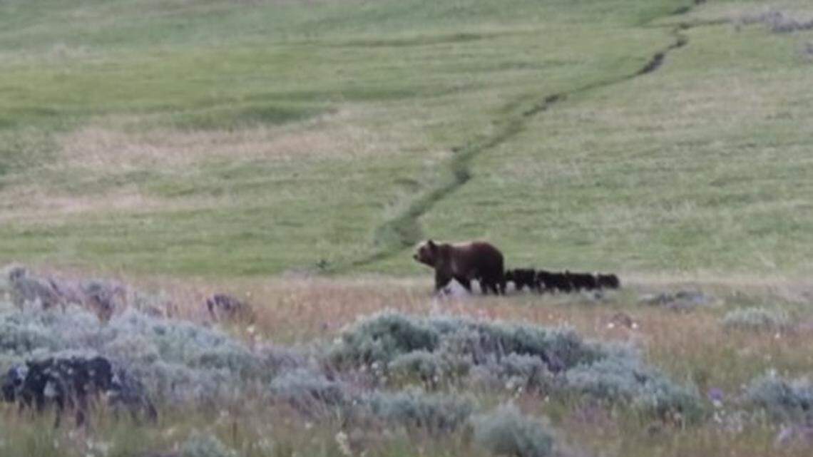A video posted to YouTube shows a grizzly bear with five cubs at Yellowstone National Park.