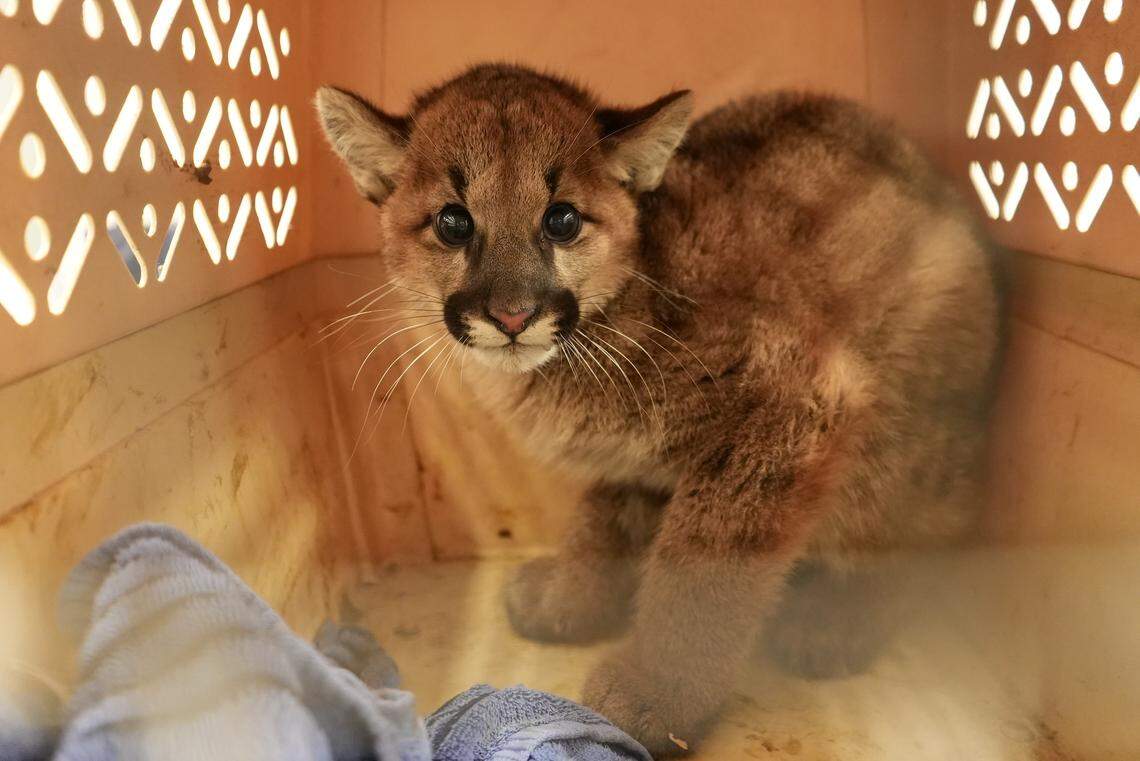 The zoo is looking for a permanent home for the mountain lions, two males and a female.