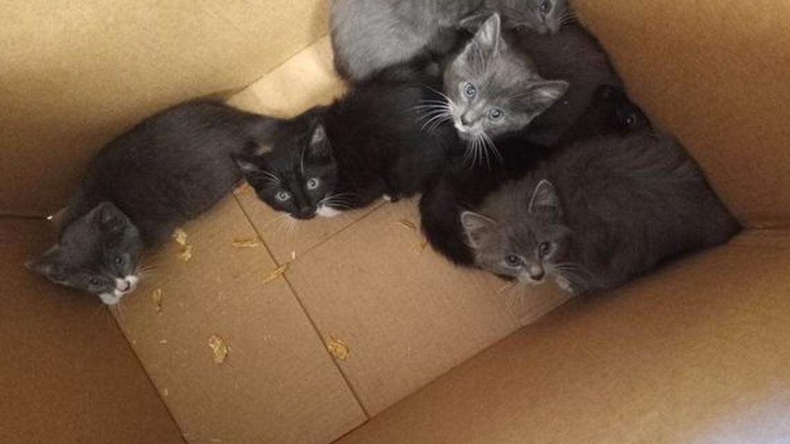 Seven kittens were found in a box at a shelter in Pasadena, California.