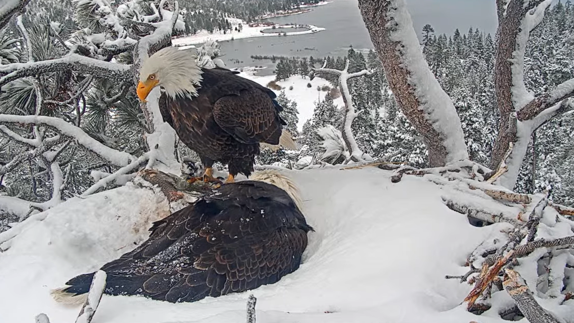 Bald eagles Jackie and Shadow keep their eaglets warm after a winter storm.