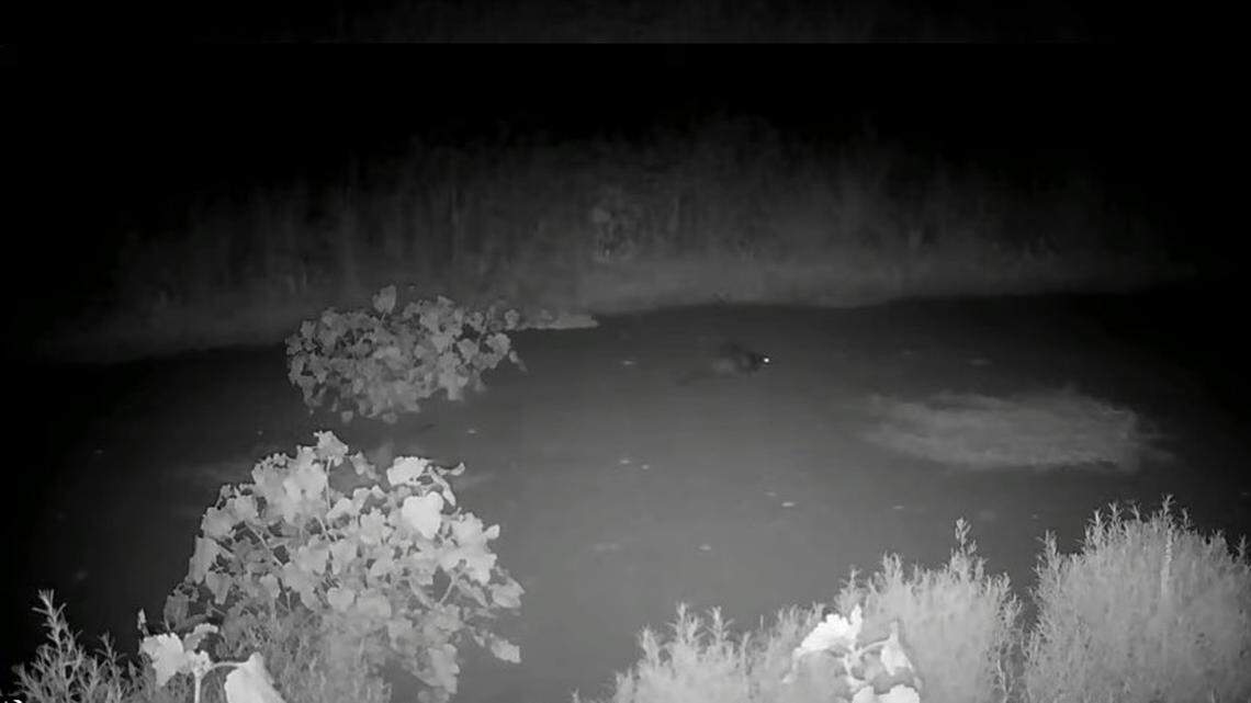 A trail camera caught video of a baby beaver scampering near Matadero Creek in California. It’s the first seen in the region in 160 years.
