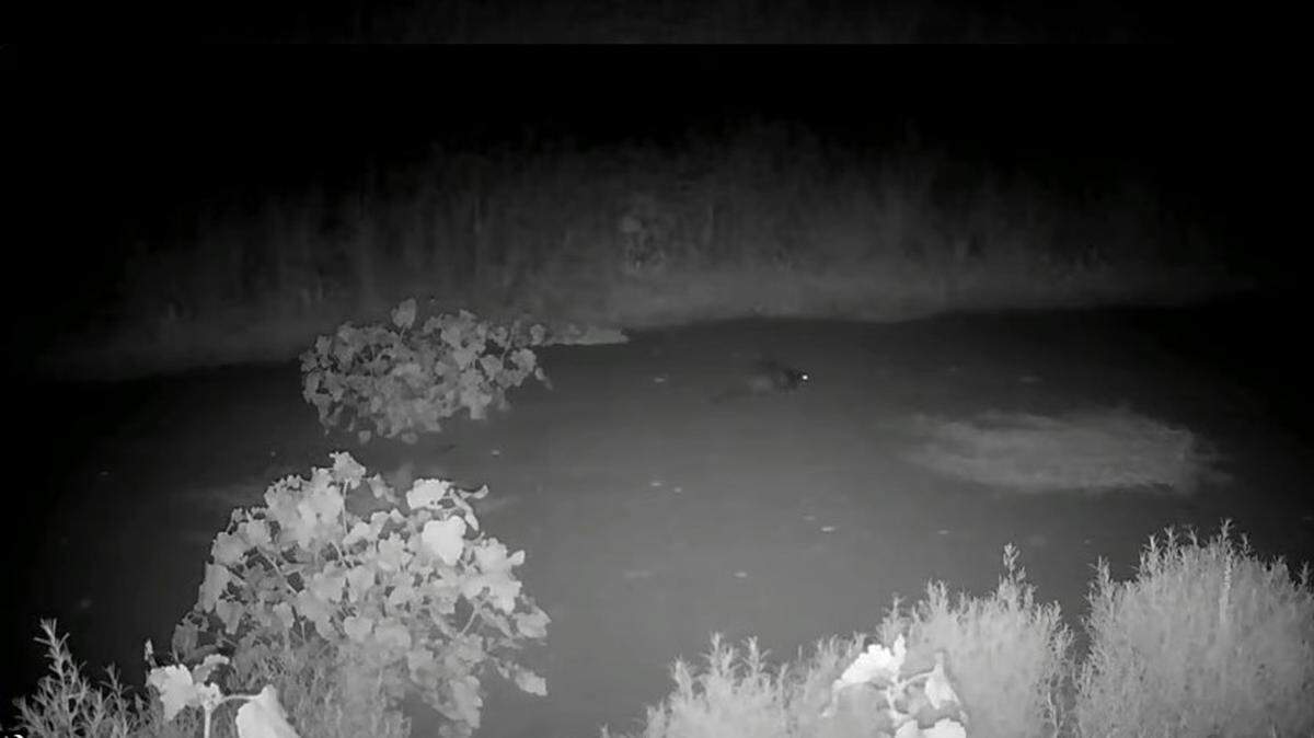 A trail camera caught video of a baby beaver scampering near Matadero Creek in California. It’s the first seen in the region in 160 years.