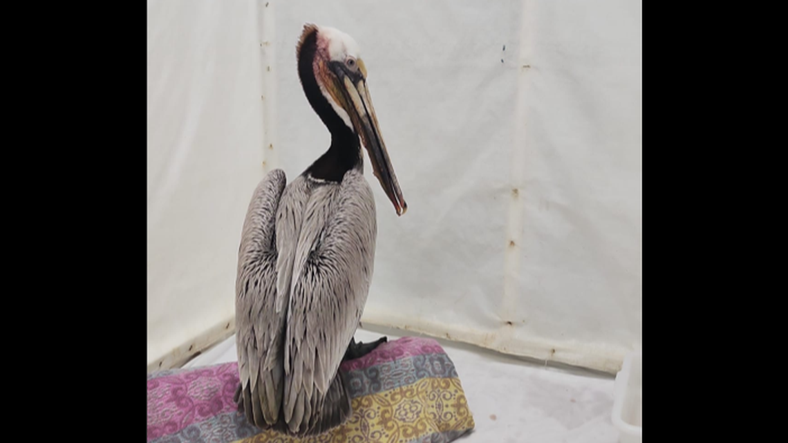 A brown pelican is in recovery after undergoing surgery to repair her pouch, “which was severed from the base to the tip on both sides,” a California nonprofit says.