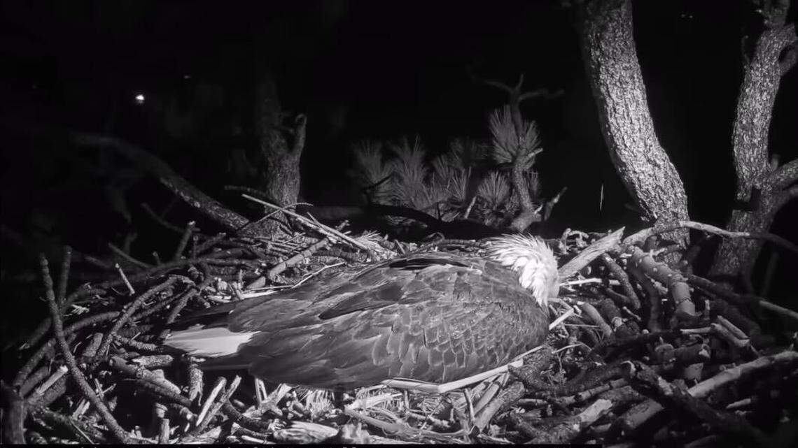 Bald eagle Jackie sleeps in her nest before she’s jolted awake by a small critter Feb. 20 in Big Bear, California.