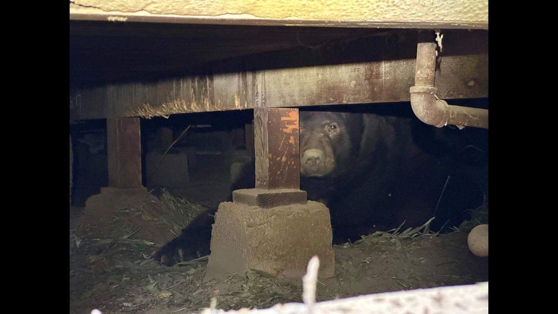 The bear was found beneath an Altadena home that was evacuated during the Eaton Fire, officials say.