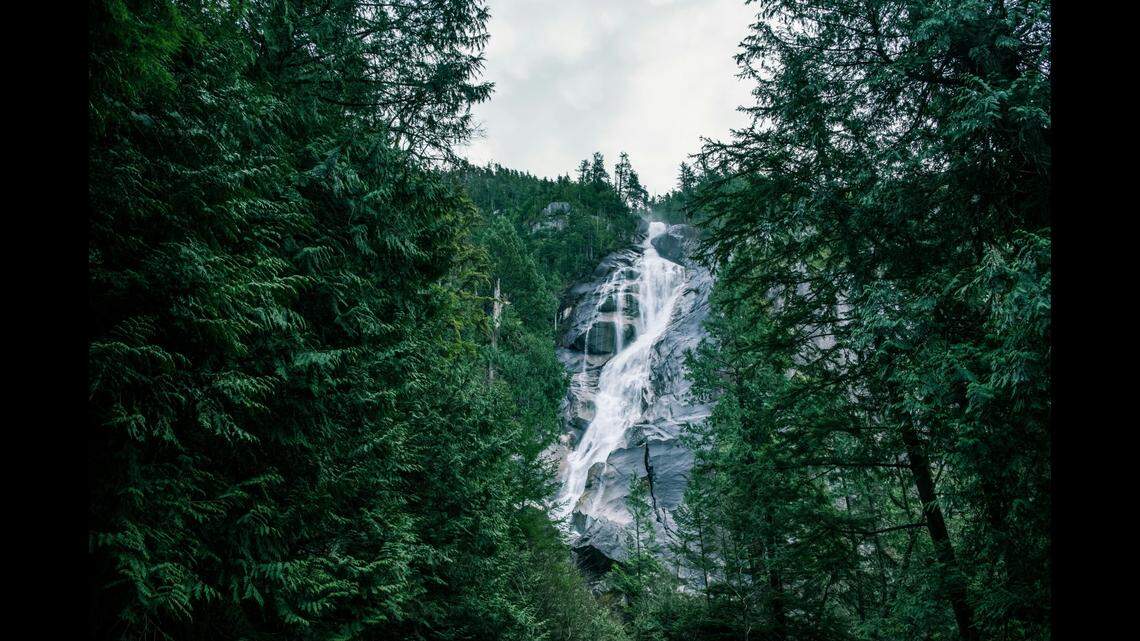 Wildlife experts are capturing predators from Canada to release them in Colorado.