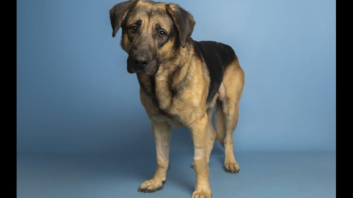 After his recovery, Junum has a new home.