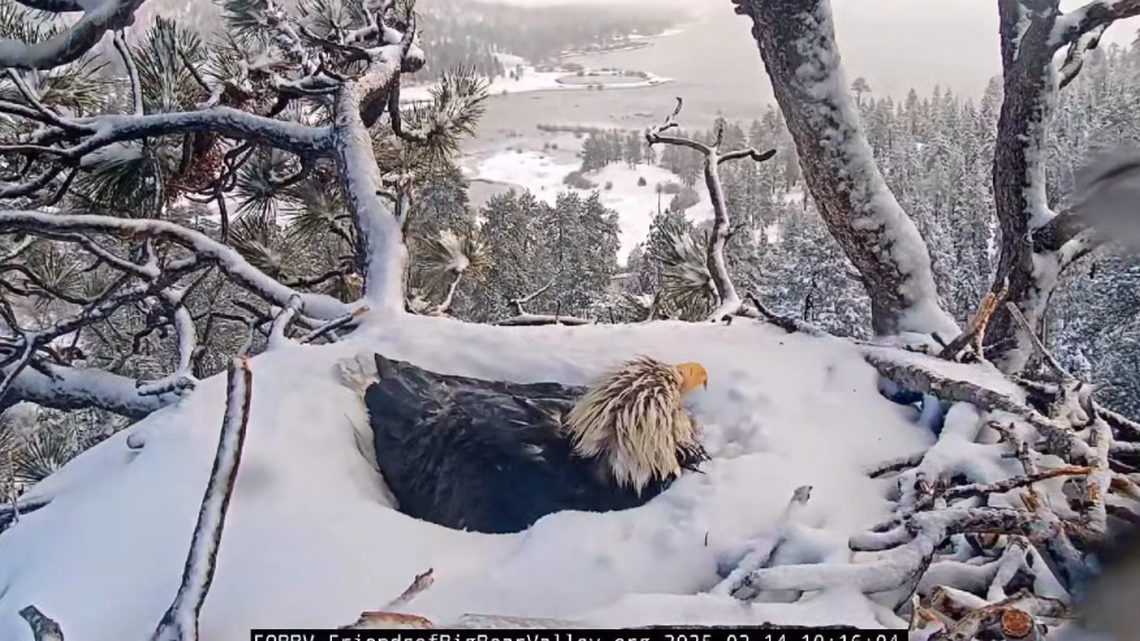 Jackie is seen in the California nest just before Shadow brings her a fish.