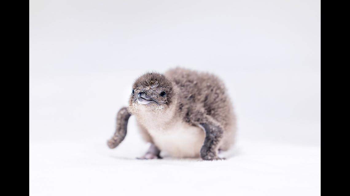 The chick is the first little blue penguin to hatch on the West Coast, according to the the Birch Aquarium at Scripps Institution.