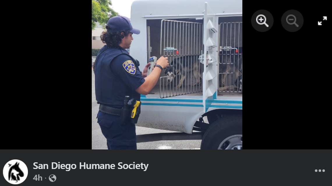 Deadly plane crash in CA neighborhood douses pets in jet fuel. See rescuers help