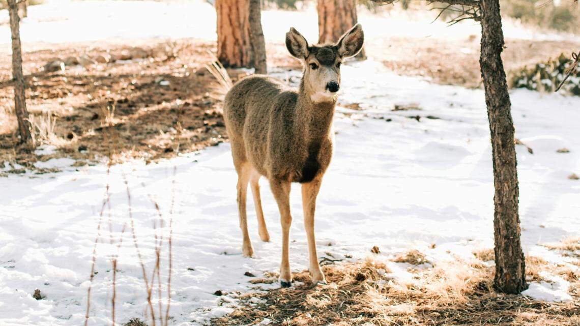 A Colorado Springs-area man shot and killed an aggressive deer, not the one pictured, after it stomped two dogs and charged his pregnant daughter, Colorado officials say.