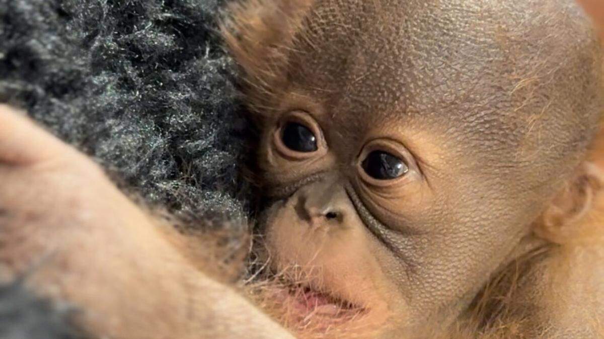 A Utah zoo is caring for a newborn orangutan after her mom didn’t care for her appropriately, officials said.