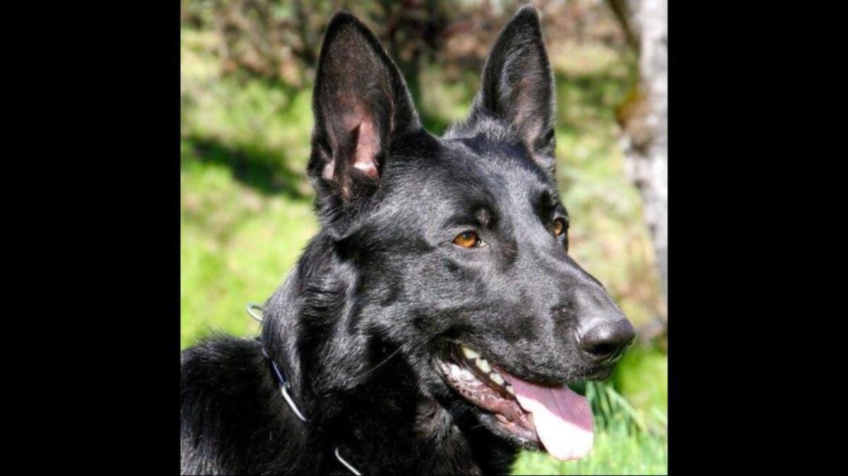 Police in Redding, California, have arrested four men who they say are involved in an elaborate scheme in which a police officer’s home was burglarized, guns were stolen and a police dog was poisoned.