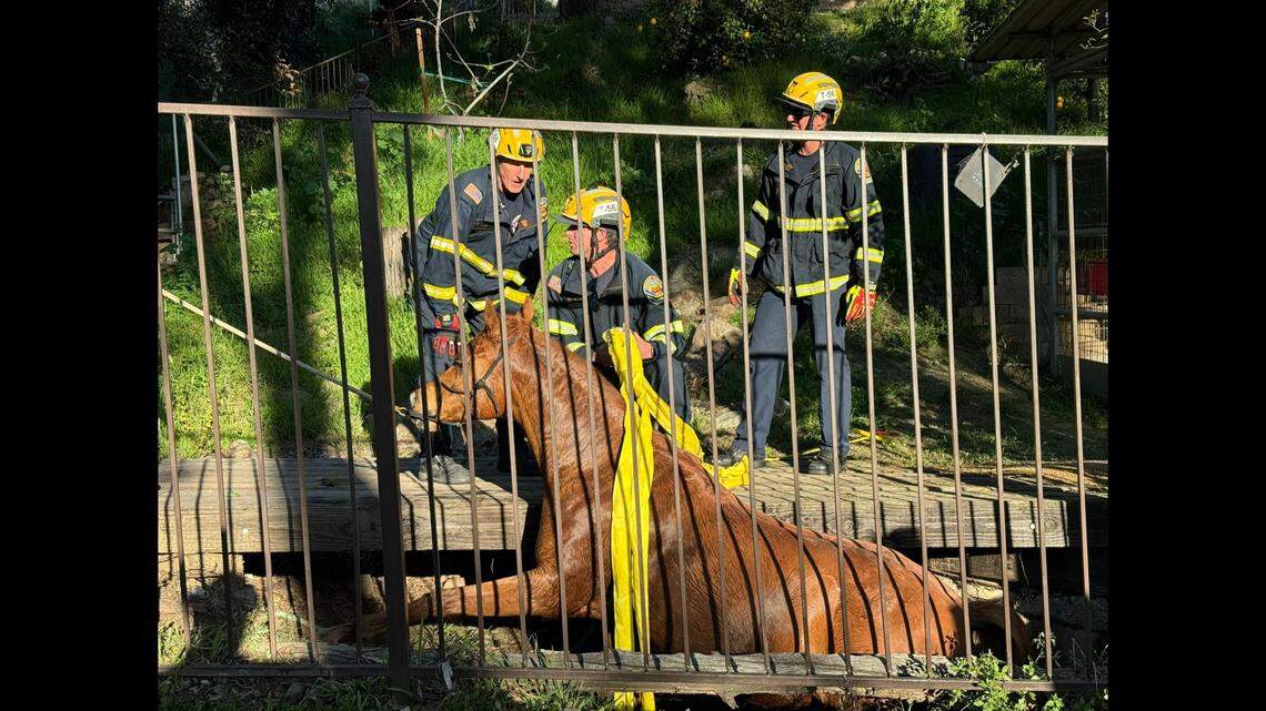 When a 10-year-old horse lost her footing and fell into a trench, it was all hands on deck for a California fire agency.&nbsp;