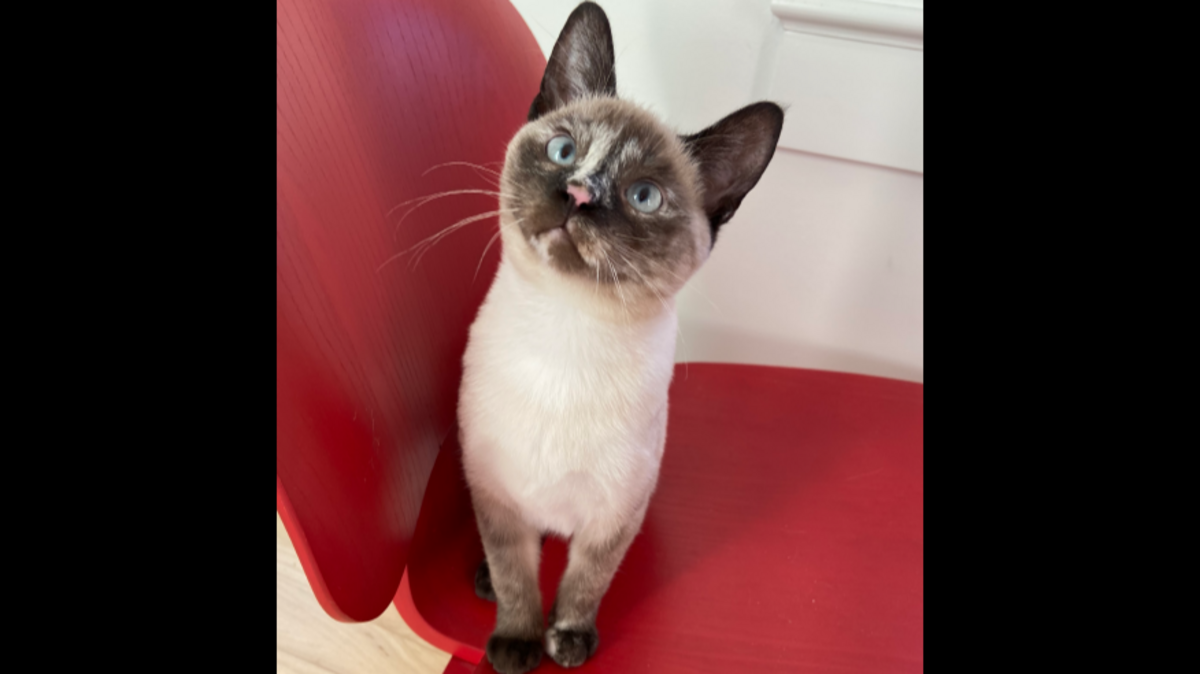 Kira was euthanized after she got sick from eating raw cat food contaminated with bird flu, according to a lawsuit.