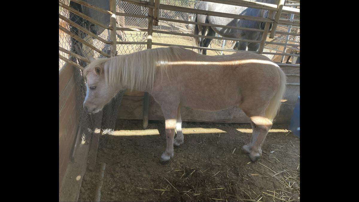 Butter was reunited with her owner.