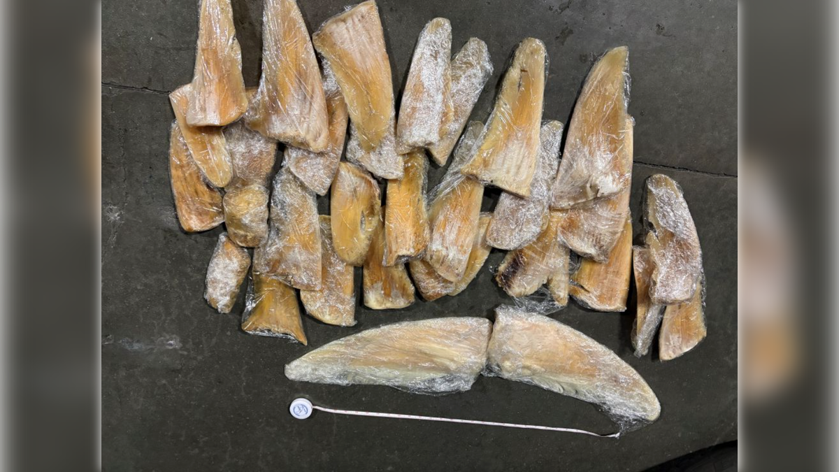 An illegal shipment of dried shark fins on a private jet from Hawaii was seized at a California airport, the state Department of Fish and Wildlife said.