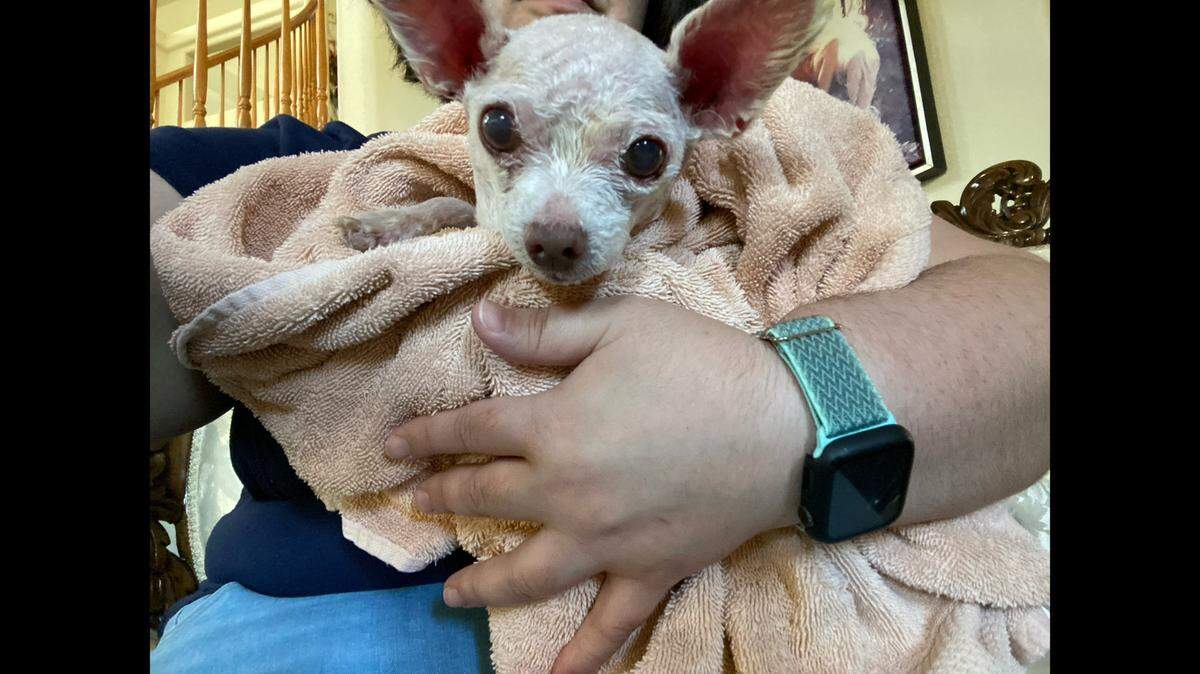 A dog named Gizmo was missing for nine years before being reunited with his owner in Nevada.
