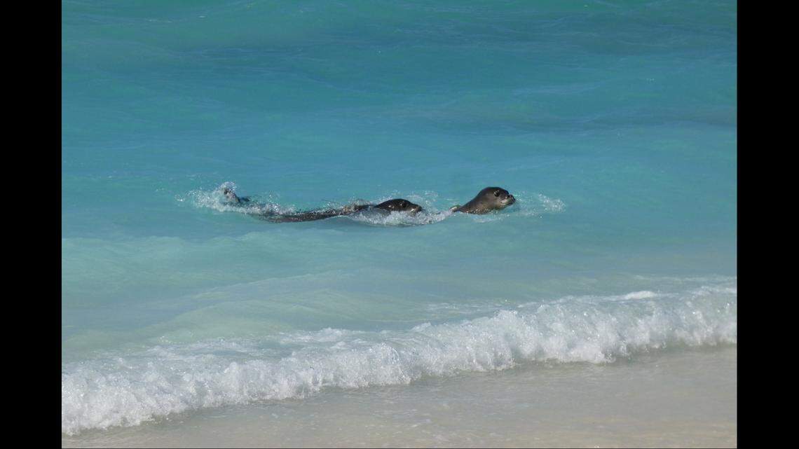 Endangered Hawaiian monk seals DT46 and DT48 take their first swim back in the Papahānaumokuākea Marine National Monument after receiving life-saving care in Kona, Hawaiʻi, officials said.