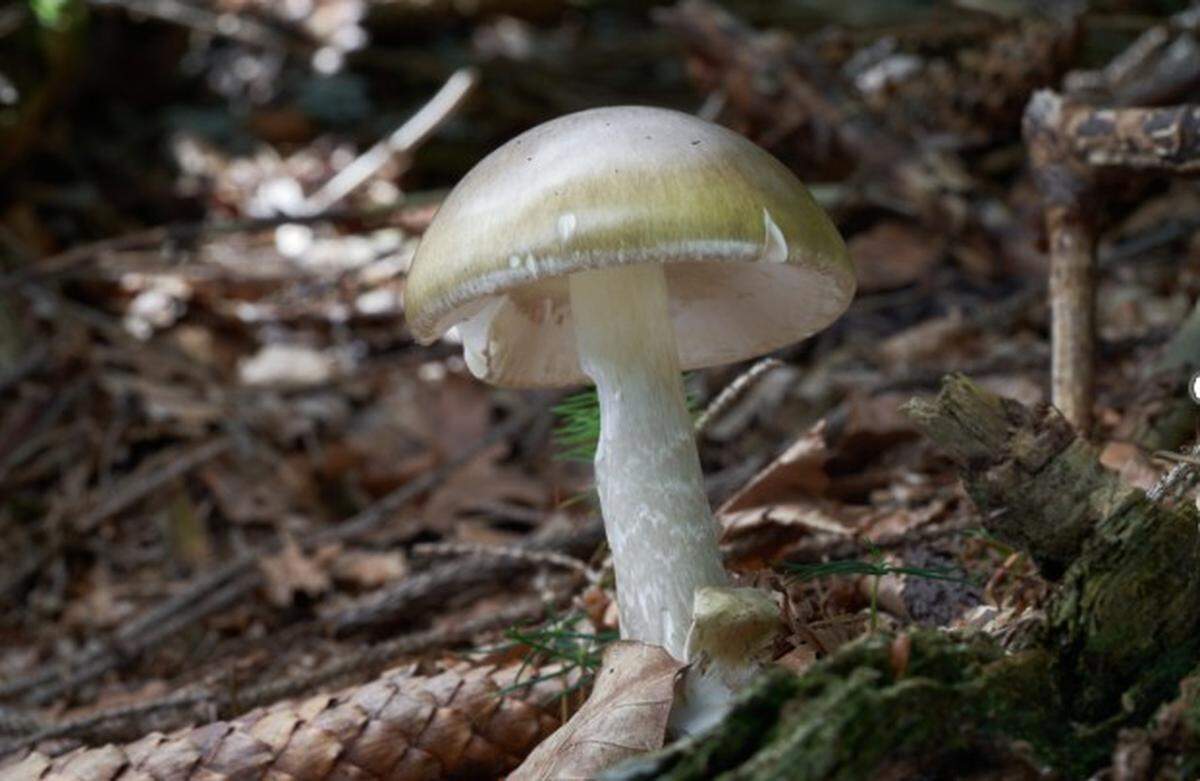 Death cap mushrooms — scientific name Amanita phalloides — are often mistaken for “familiar edible varieties,” officials say.