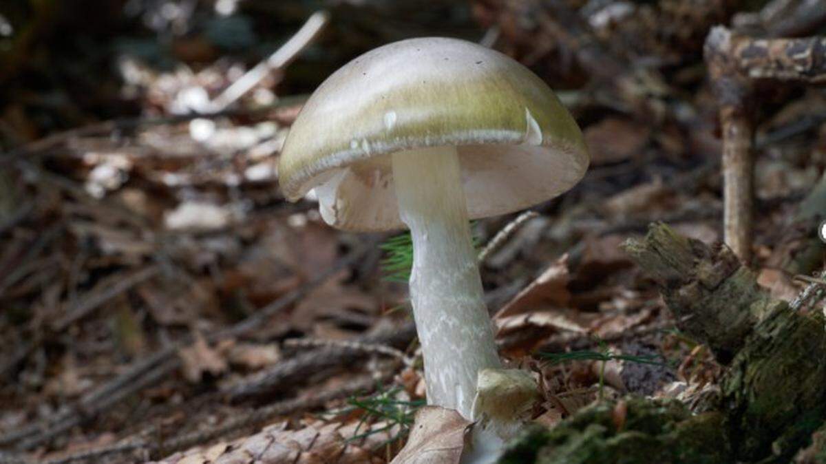 Death cap mushrooms — scientific name Amanita phalloides — are often mistaken for “familiar edible varieties,” officials say.