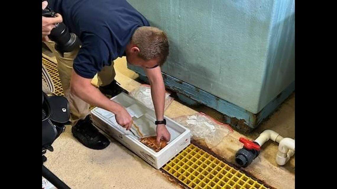 Crush will be on display after a 30-day quarantine period, according to Downtown Aquarium.