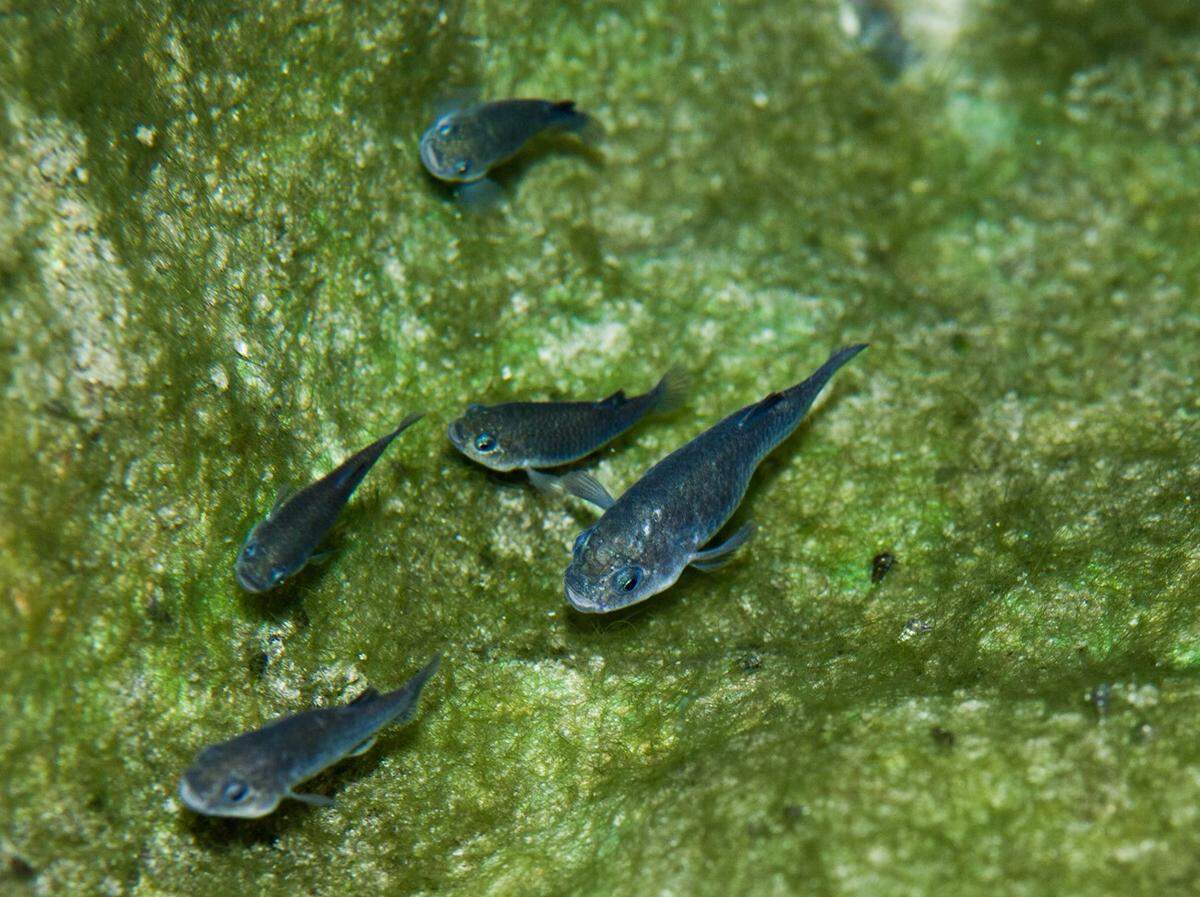 The Devils Hole pupfish is one of the rarest fish in the world, and the underwater cavern is its only natural habitat on the planet.
