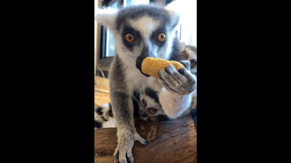 The matriarch of a Colorado zoo’s lemur troop is caring for three newborn babies after she saved the day by adopting her sister’s baby, officials said.