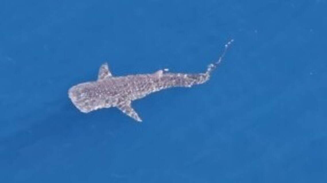 Enormous whale shark caught on video swimming along California coastline