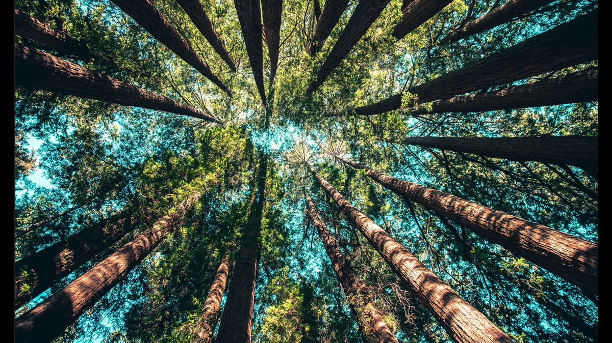 Friends grew concerned when the 59-year-old never left the forest, Mendocino County deputies said.