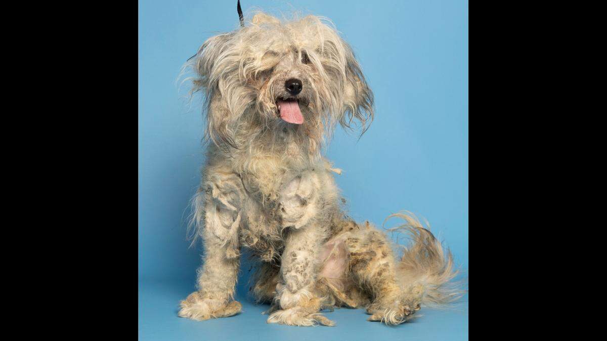 A 6-year-old Maltese was given to a shelter covered in mats in December.