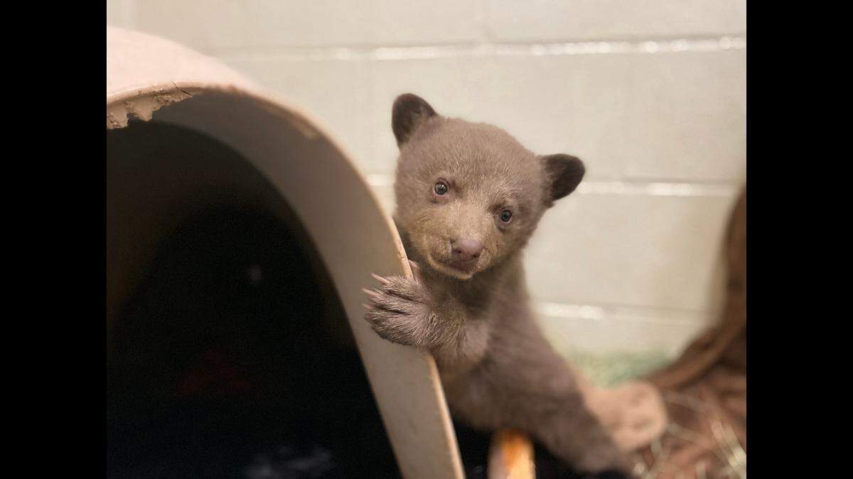 Initially biologists tried “to reunite the cub with his mother by returning him to the wild overnight, but she did not return,” according to the nonprofit.