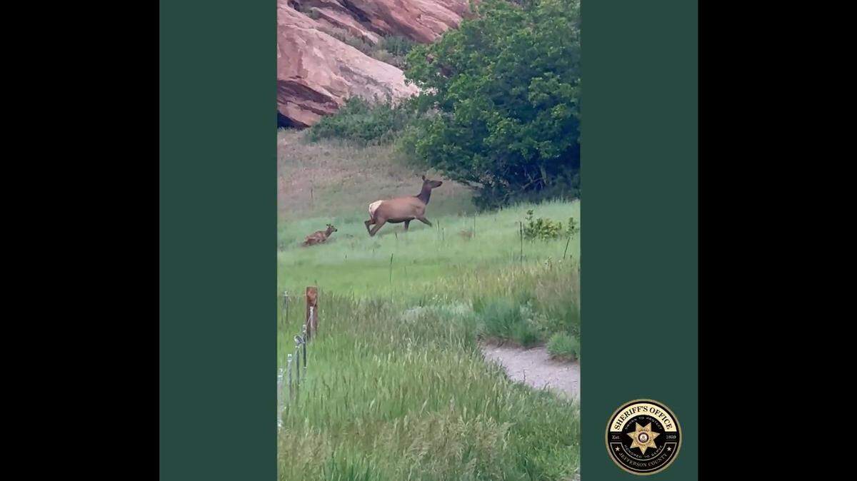 A mama elk was spotted leading her tiny calf away from a busy hiking trail in Colorado, video shows.